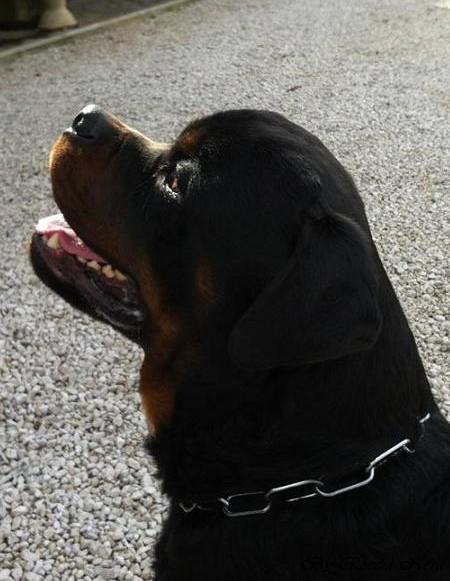 Arko - Roccia Nera